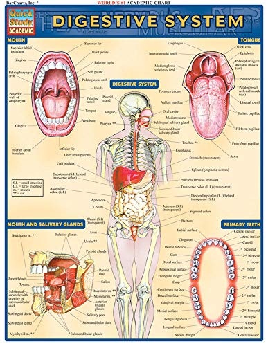 Digestive System Reference Guide