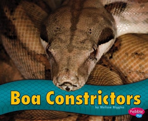 Boa Constrictors (Snakes)