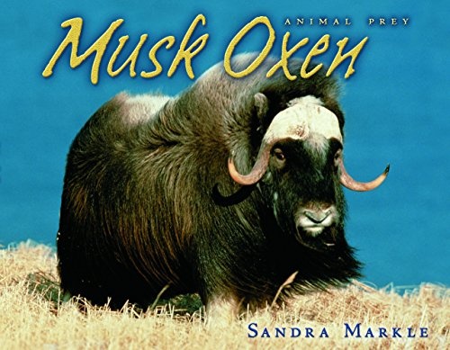 Musk Oxen (Animal Prey)