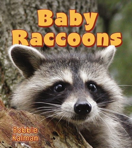 Baby Raccoons (It's Fun to Learn about Baby Animals (Paperback))