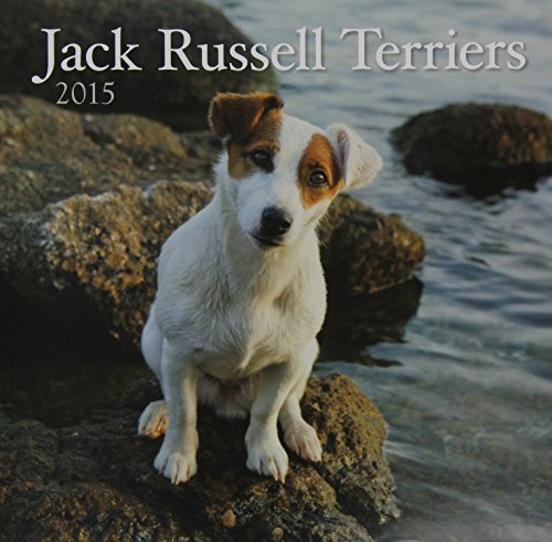 Jack Russell Terriers 2015 Calendar