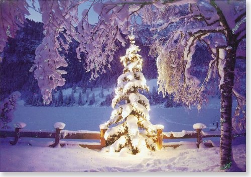 Illuminated Tree Holiday Boxed Cards