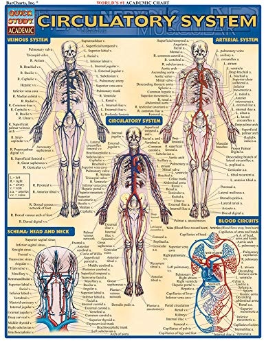 Circulatory System (Quick Study Academic)
